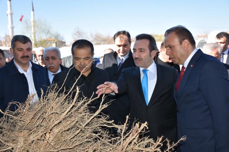 Meyve Fidanları Törenle Dağıtıldı