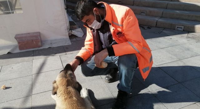 Temizlik Yaptığı Bölgede Sokak Hayvanlarını Beslemeyide Unutmuyor