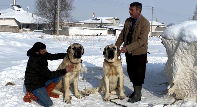 Aksaray Malaklısına Soğukta İyi Bakım Şart