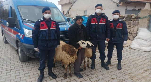 Alayhan’da Çalınan İki Koyun Gülağaç’ta Bulundu