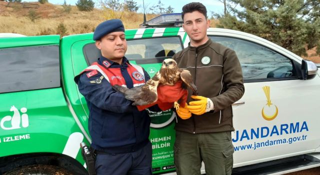 Jandarma Yorgun Doğan Kuşuna Sahip Çıktı