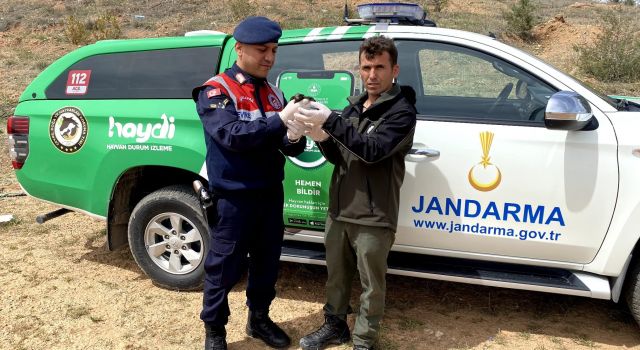 Jandarma, Kanadı Kırık Ebabil Kuşunu Korumaya Aldı