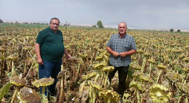 Başkan Koçak Müjdeyi Verdi: Ayçiçek Hasadı Başladı