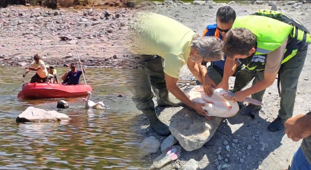 Gölette Olta İpine Takılan Pelikanın İmdadına Yetkililer Koştu