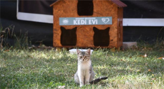 Belediye Sokak Kedileri İçin Harekete Geçti