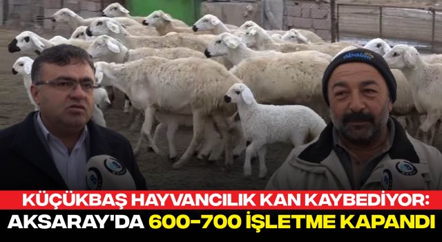 Küçükbaş Hayvancılık Kan Kaybediyor: Aksaray'da 600-700 İşletme Kapandı