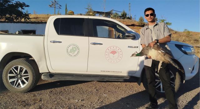 Belgesiz Tavus Kuşu Bulundurunca Cezadan Kaçamadı