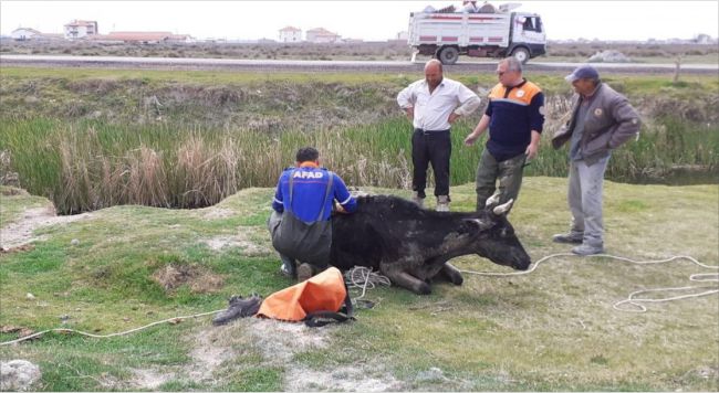 Bataklığa Saplanan İnek Afad Tarafından Kurtarıldı