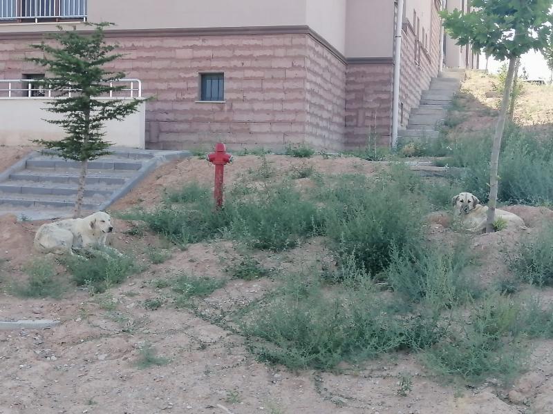 Cumhuriyet Mahallesi'nin Başıboş Köpek Sorunu İsyan Ettirdi