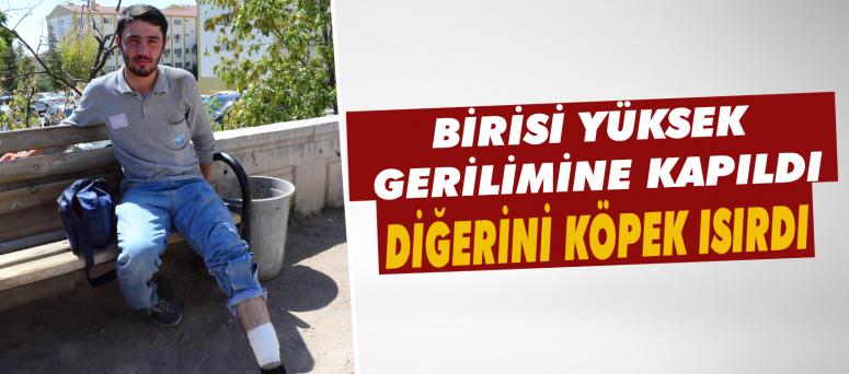 Birisi Yüksek Gerilimine Kapıldı, Diğerini Köpek Isırdı