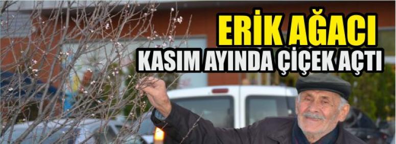 Erik Ağacı Kasım Ayında Çiçek Açtı