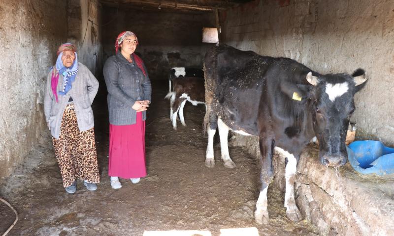 Tek Geçim Kaynağı Olan İnekleri Çalındı