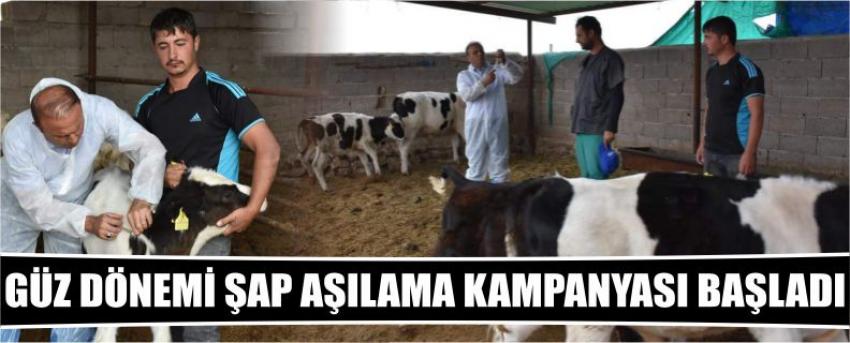 Güz Dönemi Şap Aşılama Kampanyası Başladı