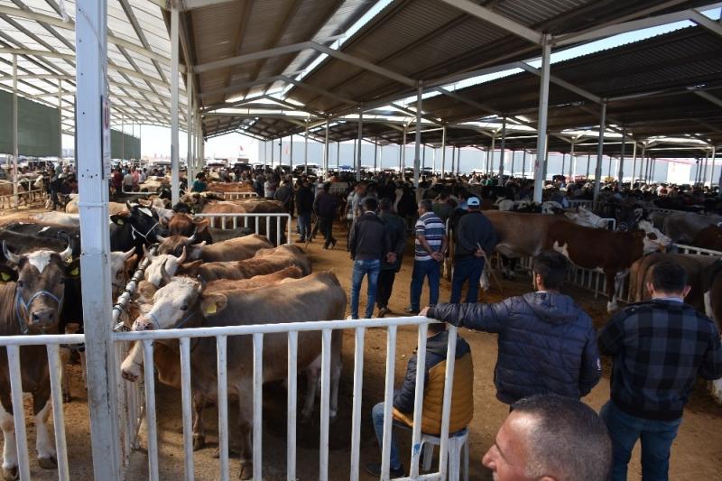 Hayvan Pazarında Kurban Hareketliği Başladı