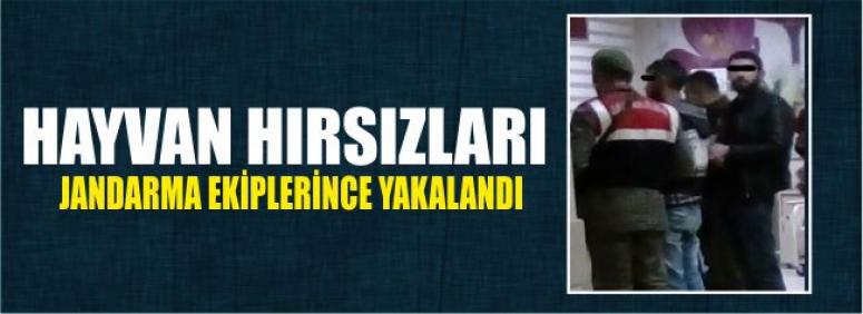 Hayvan Hırsızları Jandarma Ekiplerince Yakalandı