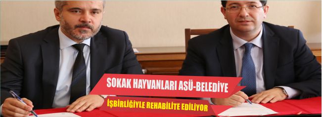 Sokak Hayvanları Asü-Belediye İşbirliğiyle Rehabilite Ediliyor 