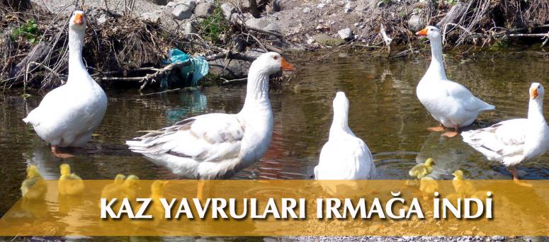 KAZ YAVRULARI IRMAĞA İNDİ