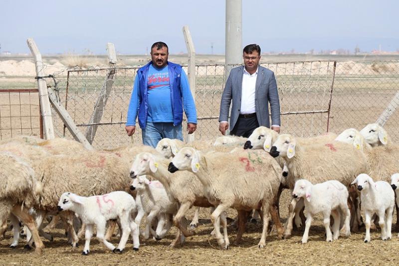 Korona Fırsatçıları Hayvancılığı Hedef Aldı