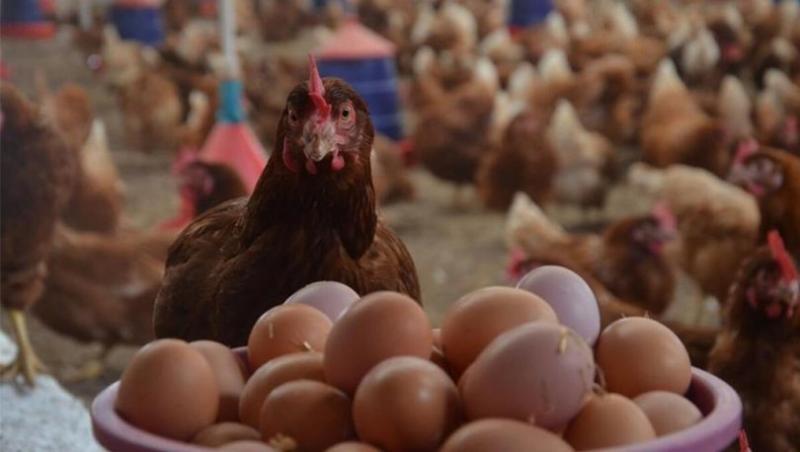  Kümes Hayvancılığı Üretimi Verileri Açıklandı