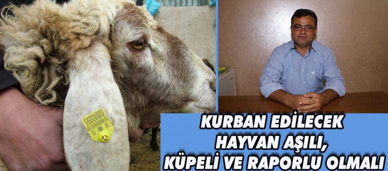 Kurban Edilecek Hayvan Aşılı, Küpeli Ve Raporlu Olmalı