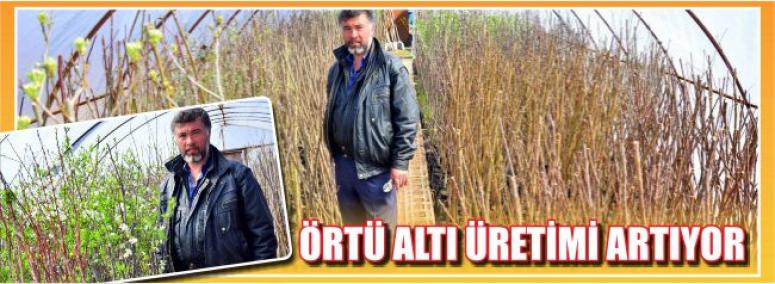 Örtü Altı Üretimi Artıyor