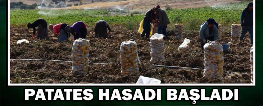 Patates Hasadı Başladı