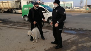 Yolunu Kaybeden Kuzu Trafiği Birbirine kattı