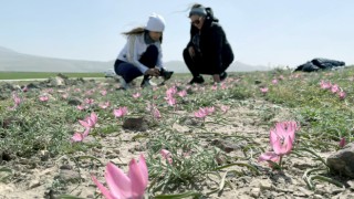 Aksaray’a Özel Bitkiler Foto Kitapta Toplanacak