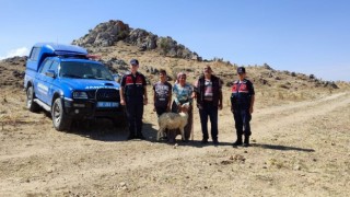 Jandarma Kayıp Koyunları Drone İle Buldu