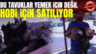 Bu Tavuklar Yemek İçin Değil Hobi İçin Satılıyor