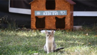 Belediye Sokak Kedileri İçin Harekete Geçti