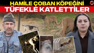 Hamile Çoban Köpeğini Tüfekle Katlettiler