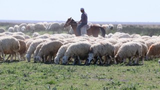 Aksaray'da Hayvancılığın Durumu İç Açıcı Değil