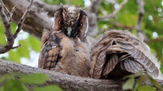 Kulaklı Orman Baykuşu, Aksaray’da Görüldü 