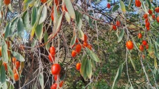 FAYDALARI SAYMAKLA BİTMEYEN İĞDENİN HASADI BAŞLADI