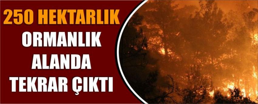 250 Hektarlık Ormanlık Alanda Tekrar Çıktı