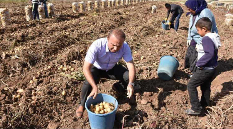 Patates Ekimi Yasaklanmadı 