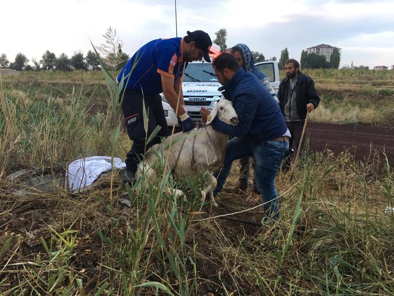 Rögar Kuyusuna Düşen Koyunu Afad Kurtardı