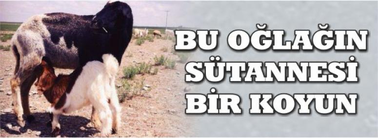 Bu Oğlağın Sütannesi Bir Koyun