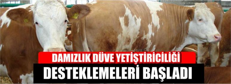 Damızlık Düve Yetiştiriciliği Desteklemeleri Başladı