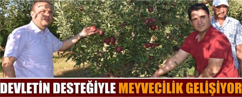 Devletin Desteğiyle Meyvecilik Gelişiyor