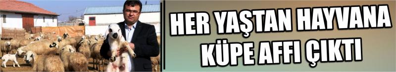 Her Yaştan Hayvana Küpe Affı Çıktı