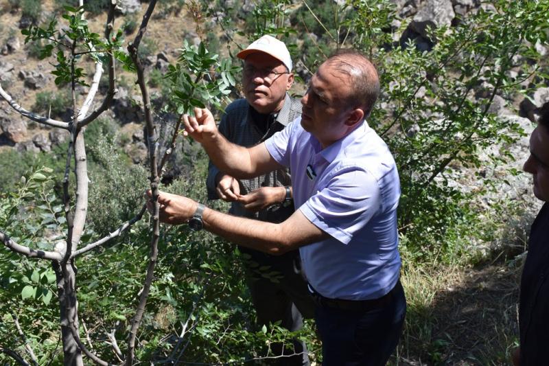 Ihlara Vadisi'nde Antep Fıstığı Aşılaması Yapıldı