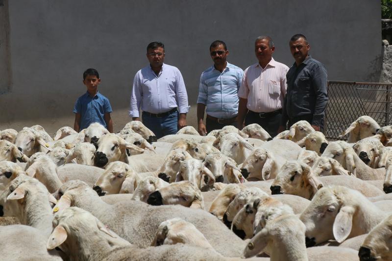 Kurbanlık Satışlarında Küçükbaş Hayvan Tercih Ediliyor