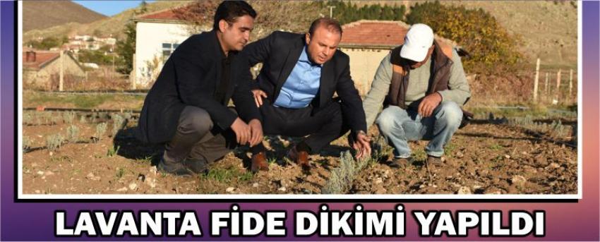 Lavanta Fide Dikimi Yapıldı