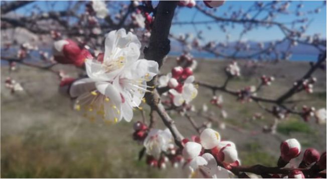 Meteorolojiden "Zirai Don" Uyarısı