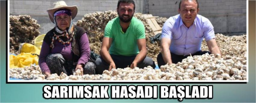 Sarımsak Hasadı Başladı