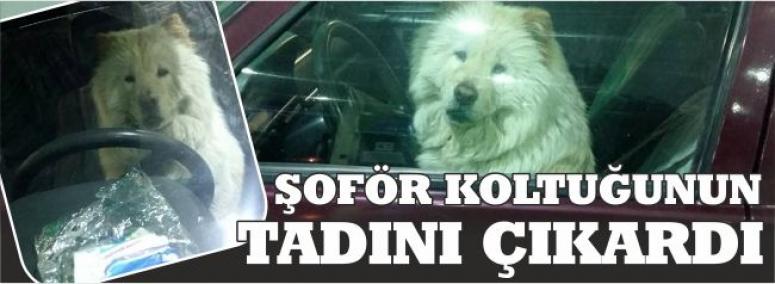 Şoför Koltuğunun Tadını Çıkardı