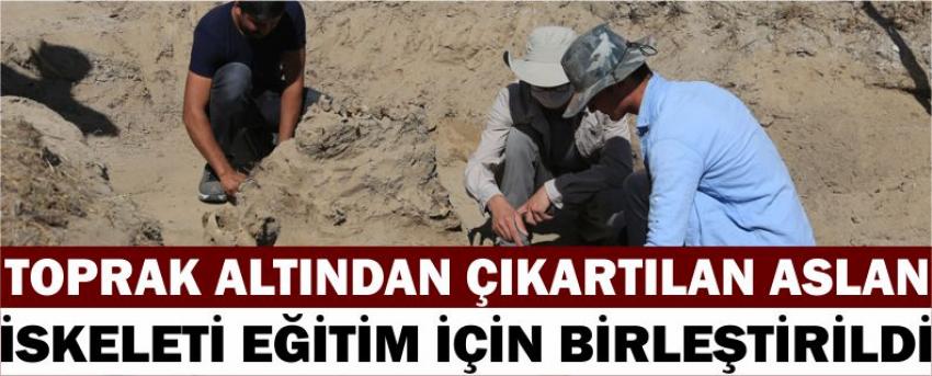  Toprak Altından Çıkartılan Aslan İskeleti Eğitim İçin Birleştirildi