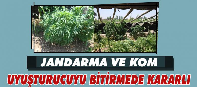 Jandarma Ve Kom Uyuşturucuyu Bitirmede Kararlı